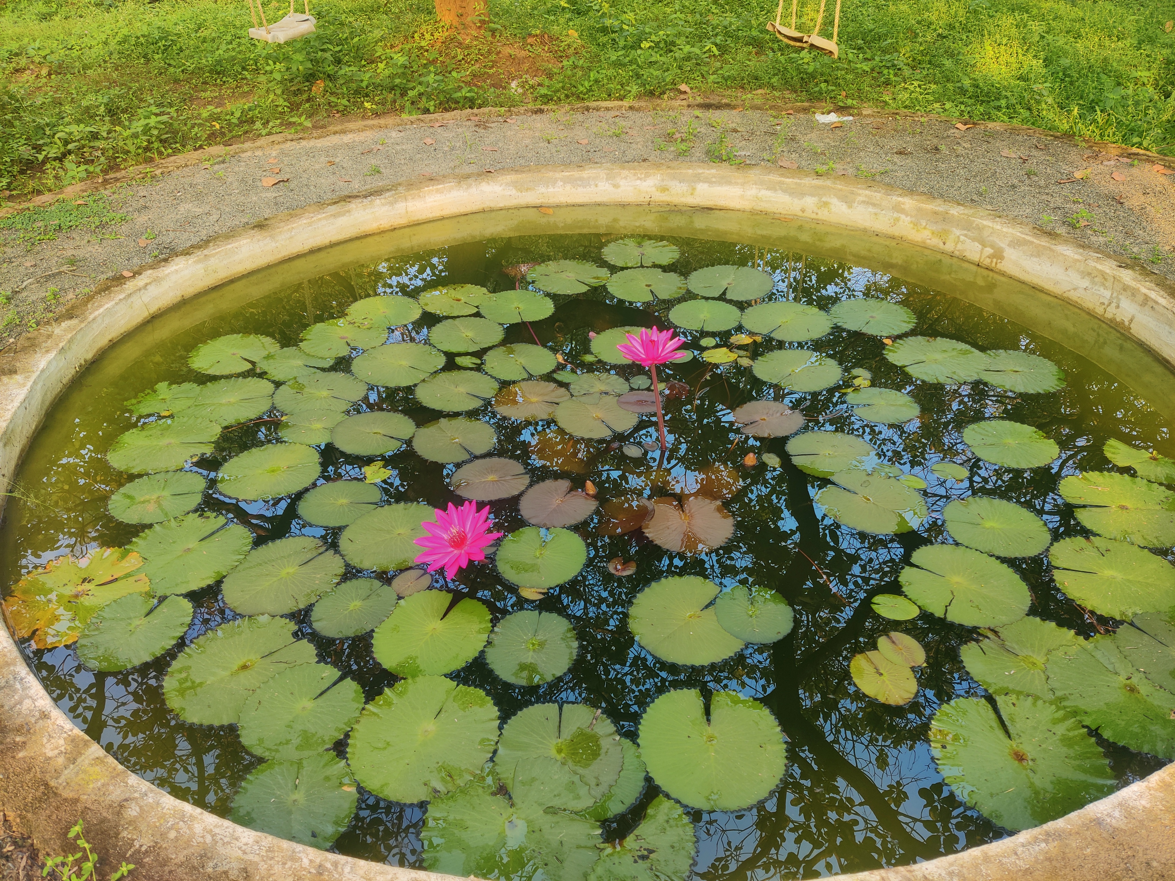 Beautiful Lotus Pond
