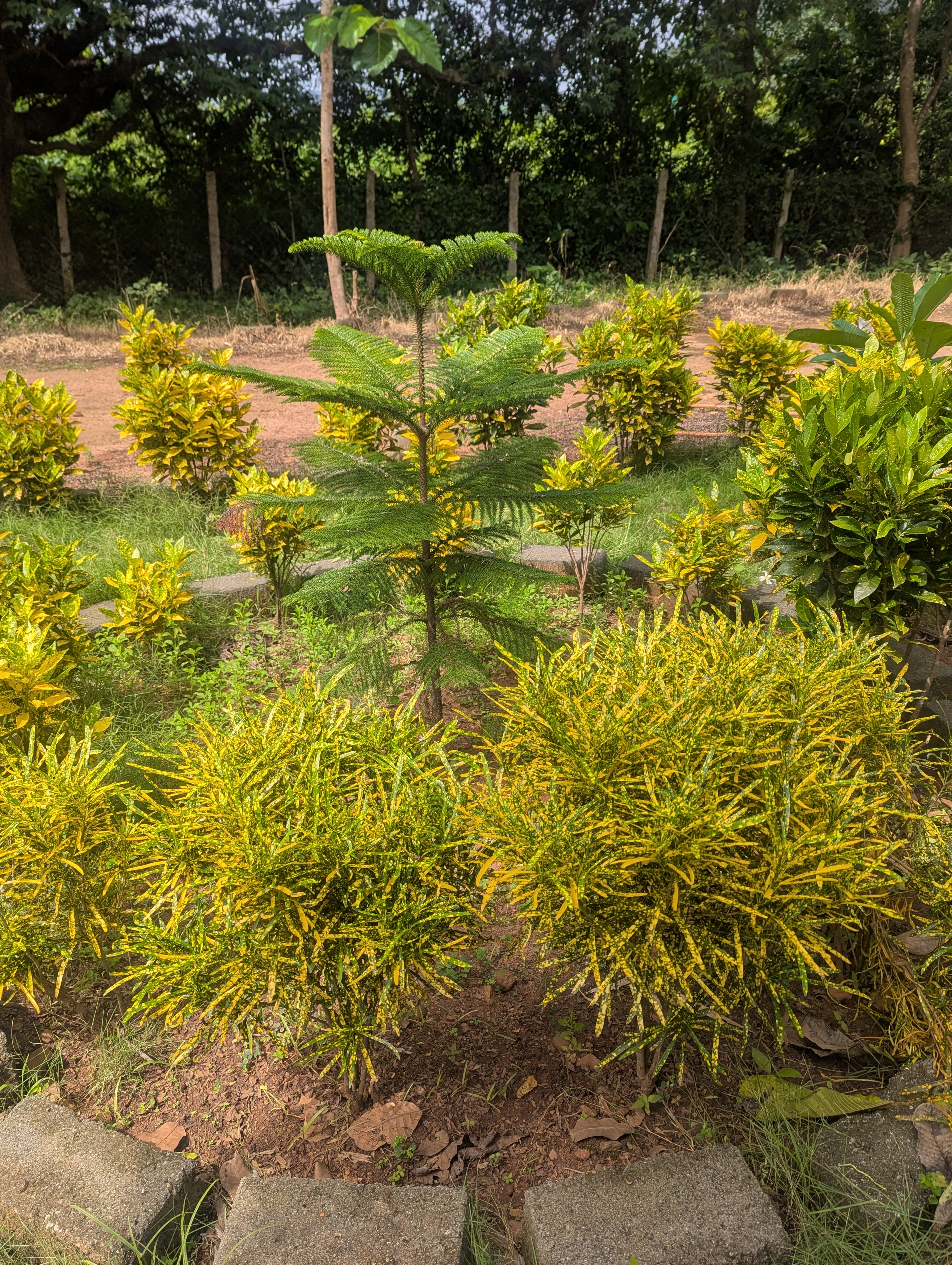 Resort Bird's Eye View